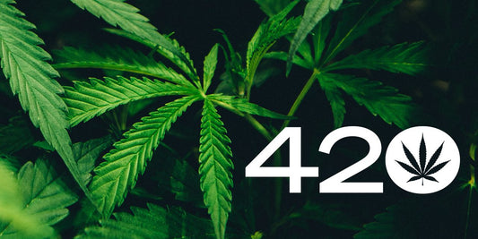 420 - Article sur 420 D'où ça vient ? Qui l'a crée ? Qui a inventé le 420 ? Qu'est-ce que signifie 420 ? CBD Paris
