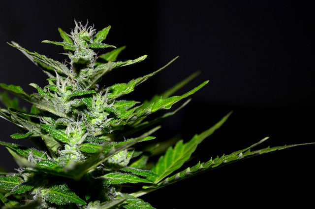 Est-ce qu'il est légal d'acheter des graines cannabis CBD en France ?