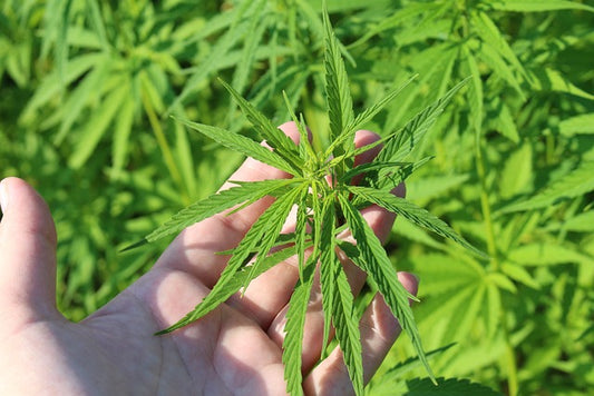 Comment et où trouver les meilleures graines de cannabis et graines CBD à Paris ?