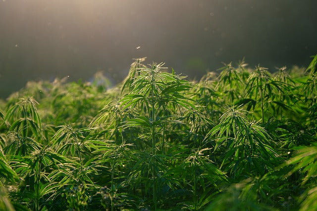 Avancée vers la légalisation du cannabis - Nouvelle molécule H4CBD et législation sur le cannabis en France