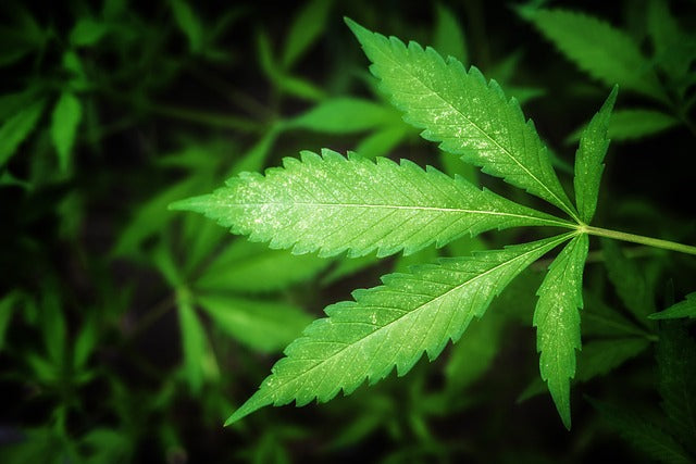 Qu'est-ce que sont les terpènes de cannabis ?