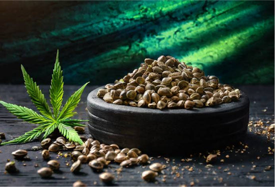 Collection graines de collections cannabis - La Feuille Posée CBD
